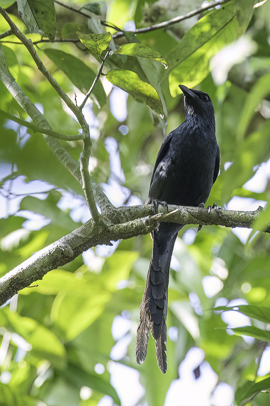 Long-tailed Starling