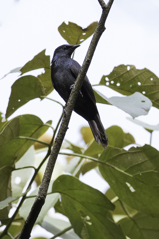 Stuhlmann's Starling