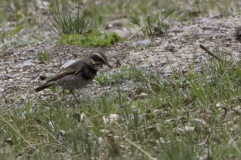 Dusky Thrush
