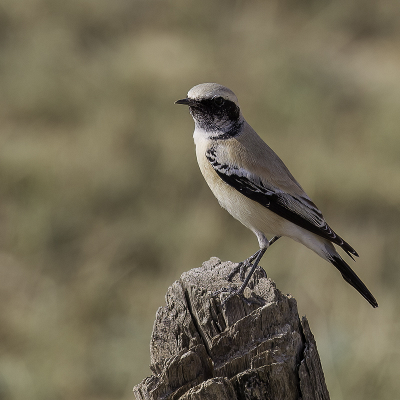 Desert Wheatear