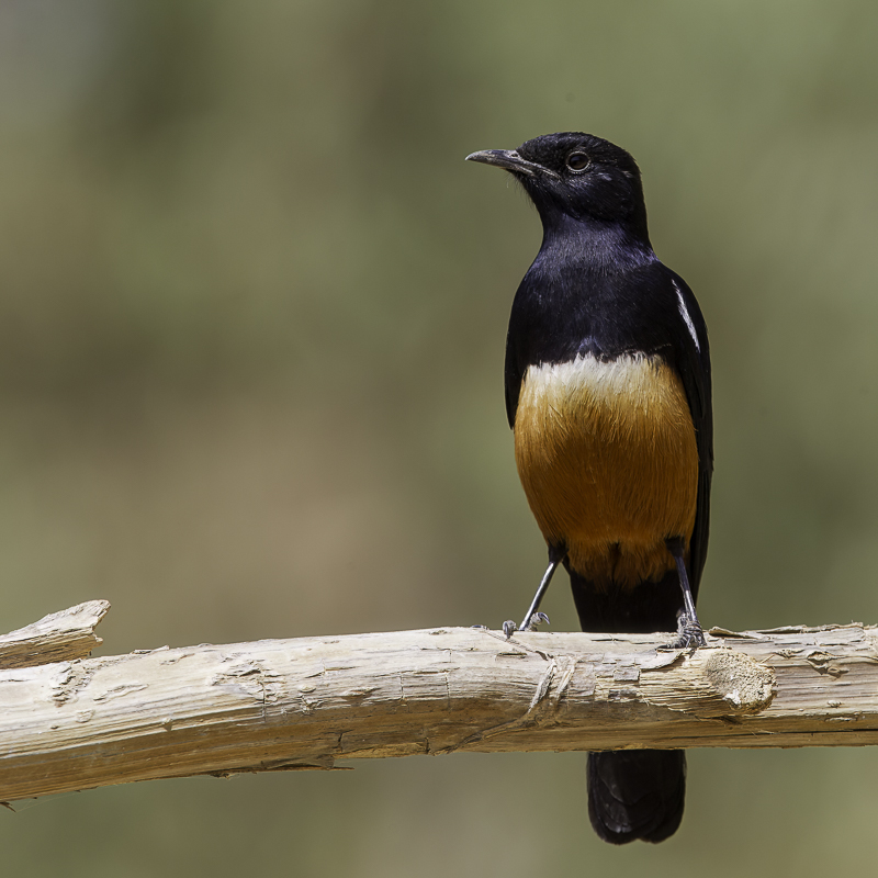 Mocking Cliff Chat