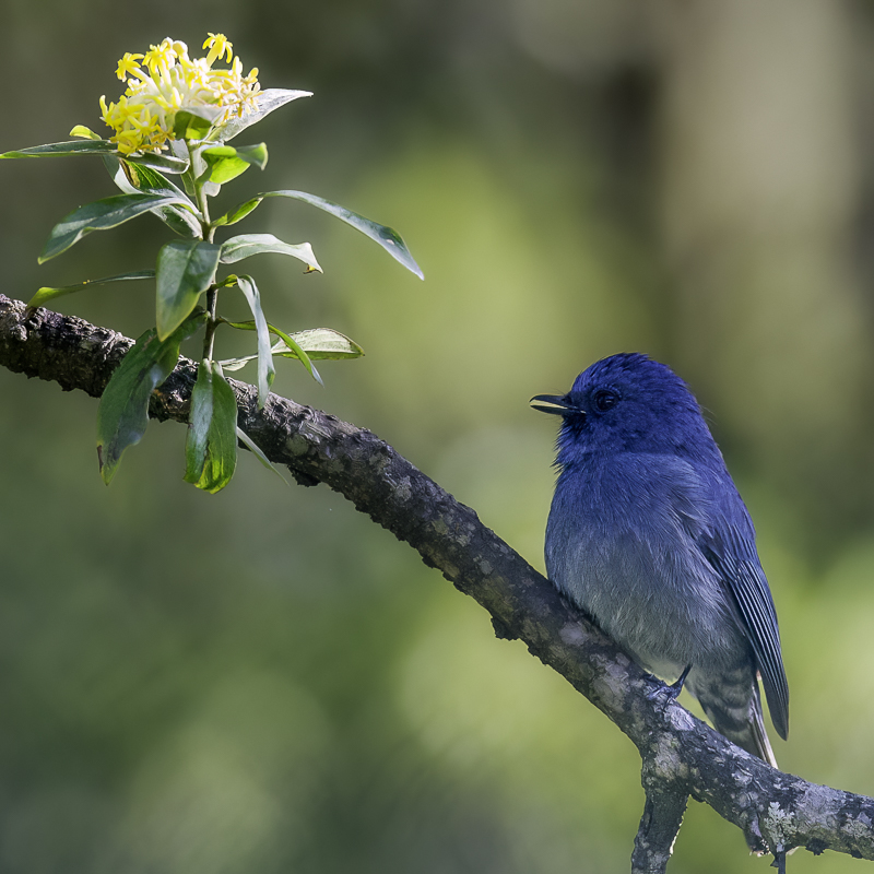 Nilgiri Flycatcher