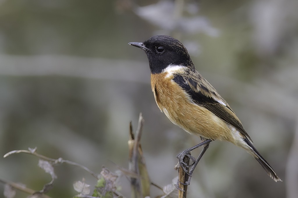 Siberian Stonechat