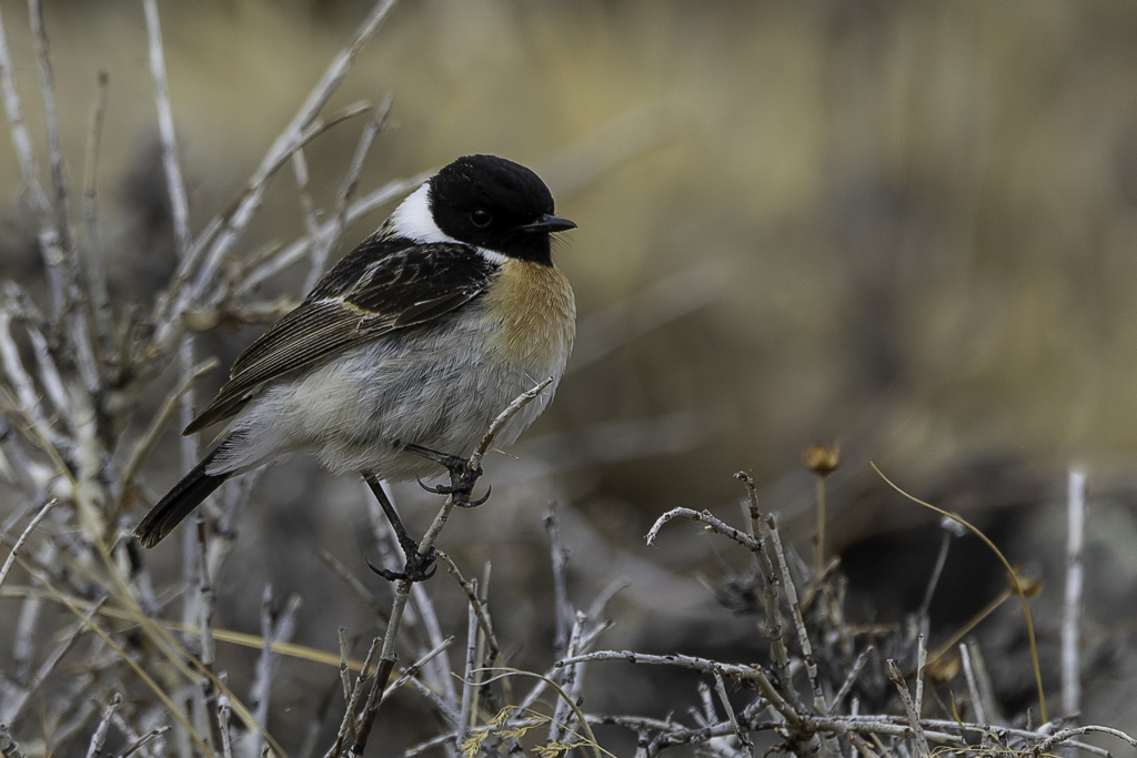 Siberian Stonechat (m)
