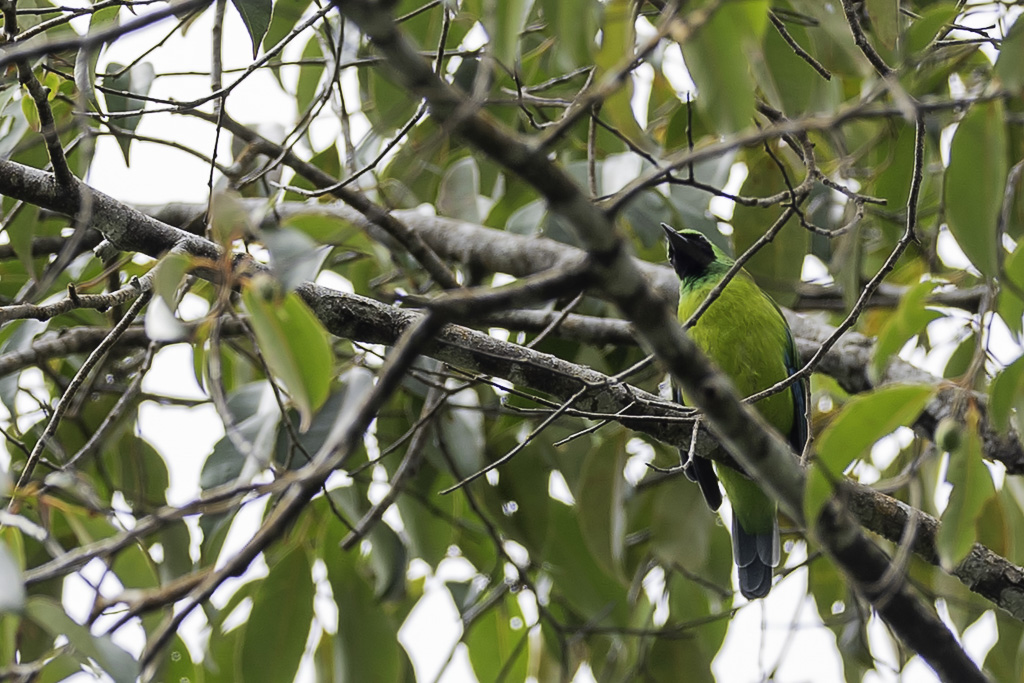Bornean Leafbird