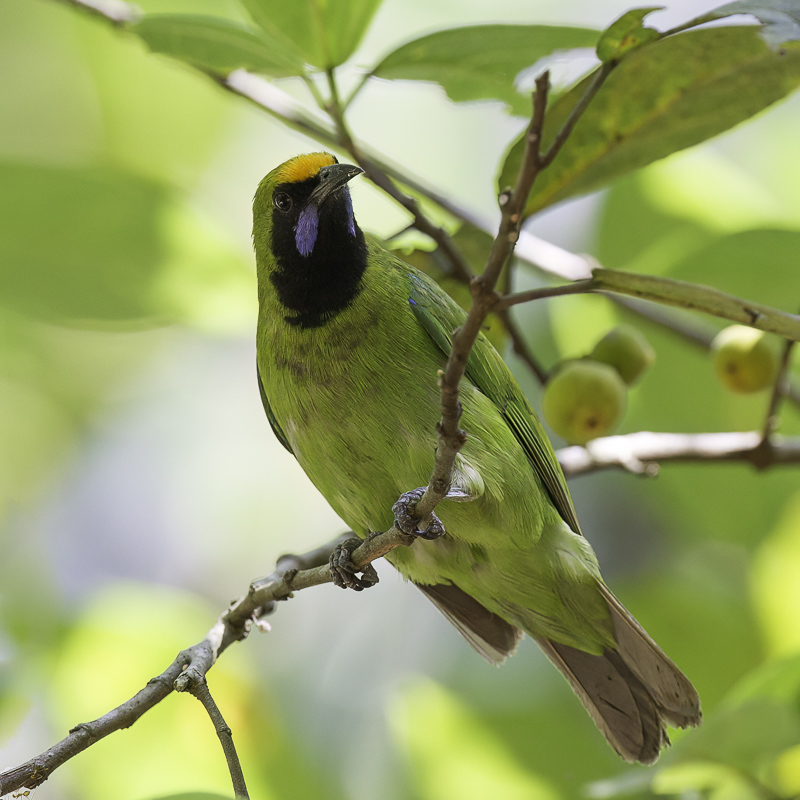 Golden-fronted Leafbird (m)