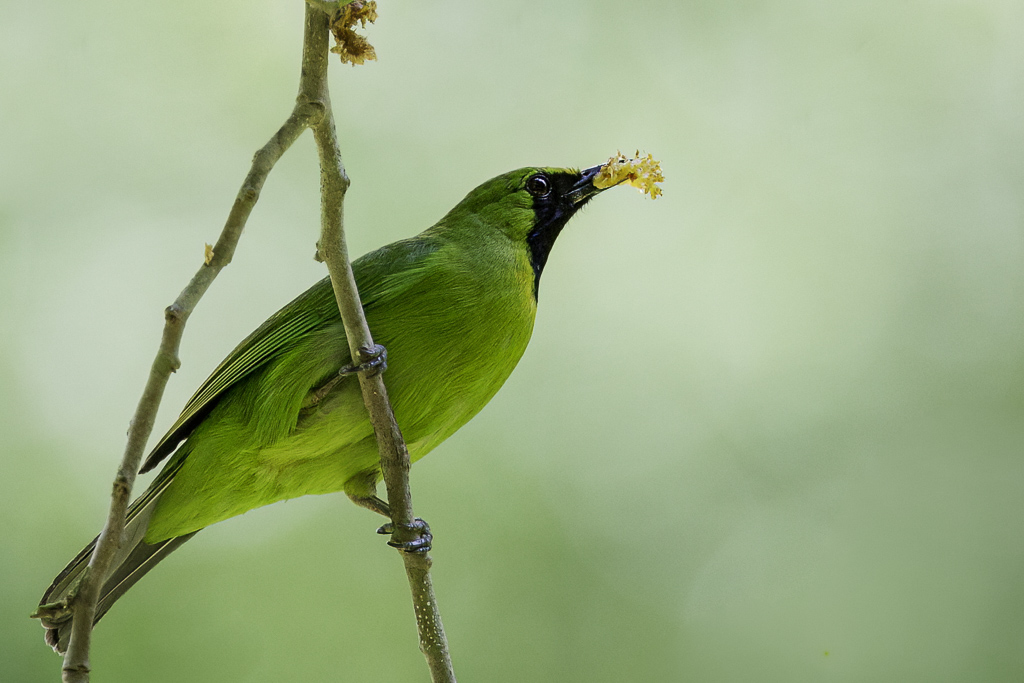 Lesser Green Leafbird (m)
