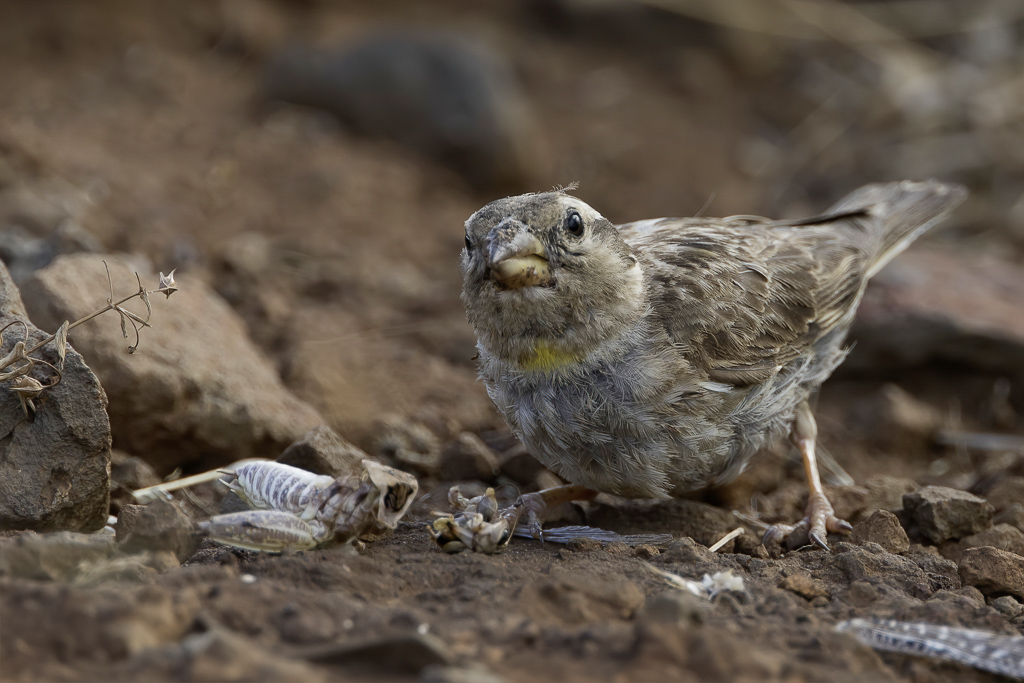 Rock Sparrow