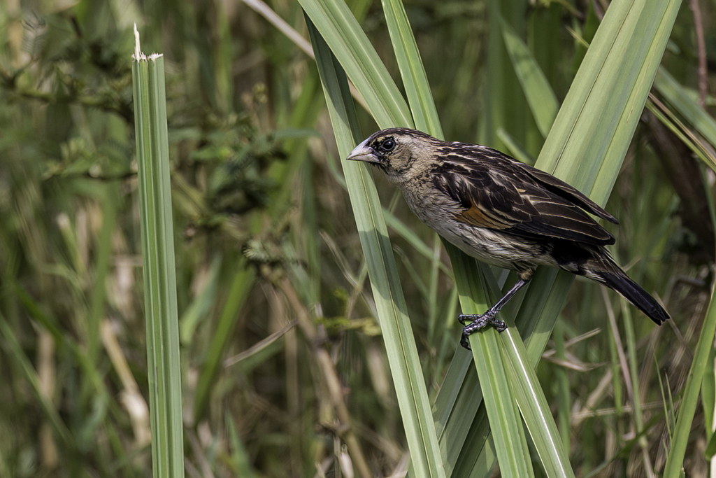 Fan-tailed Widowbird