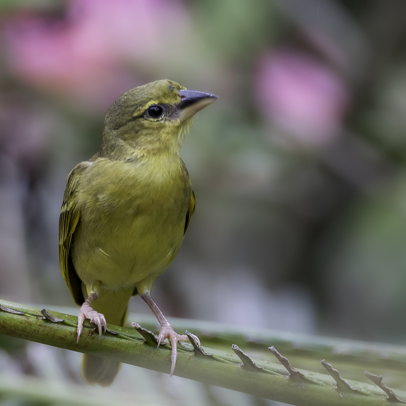 Golden Palm Weaver (f)
