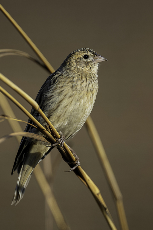 Long-tailed Widowbird (f)