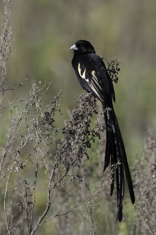 Montane Widowbird (m)