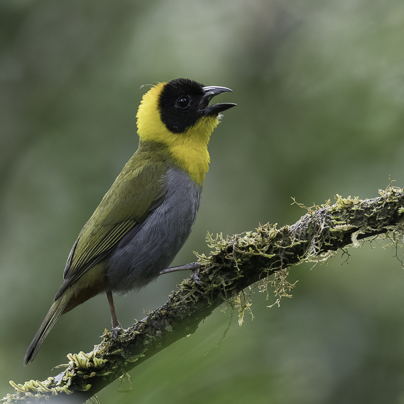 Nelicourvi Weaver (m)