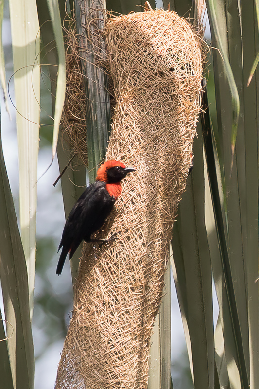 Red-vented Malimbe