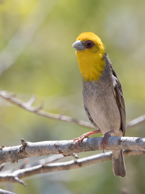 Sakalava Weaver (m)