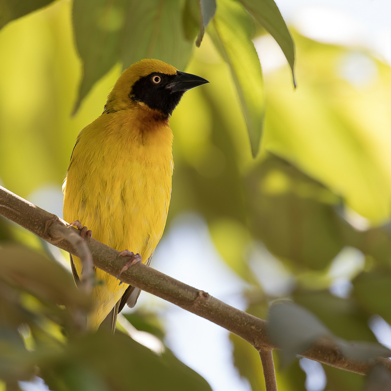 Speke's Weaver (m)