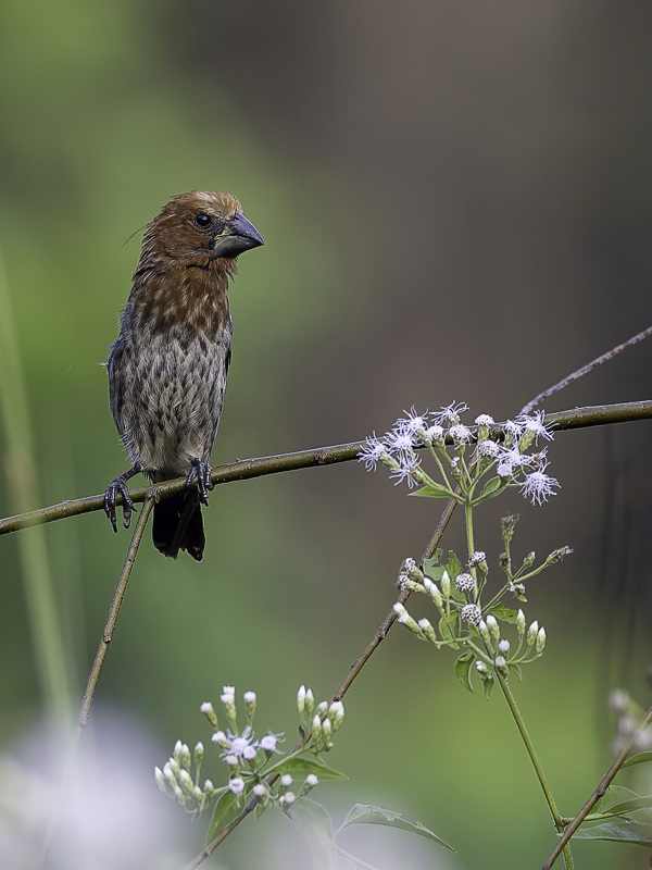 Thick-billed Weaver (m)