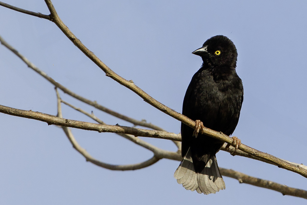 Vieillots Black Weaver (m)