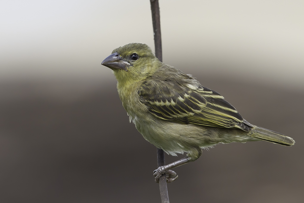 Village Weaver (j)