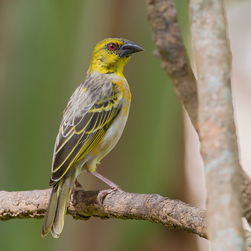 Village Weaver (f)