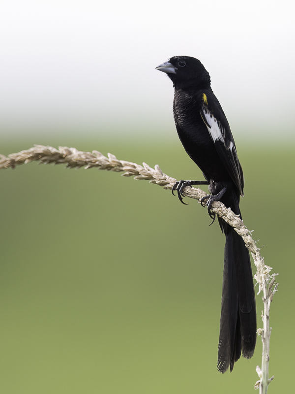 White-winged Widowbird (m)