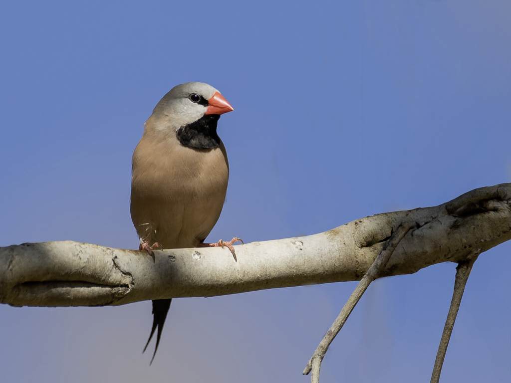 Long-tailed Finch