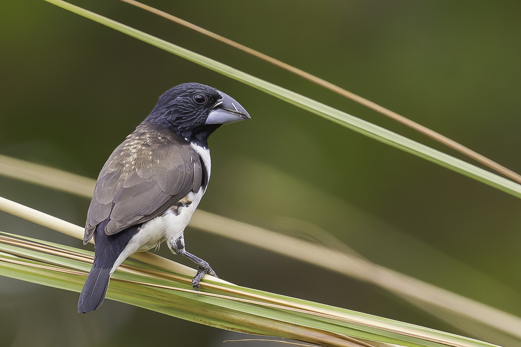 Magpie Mannikin