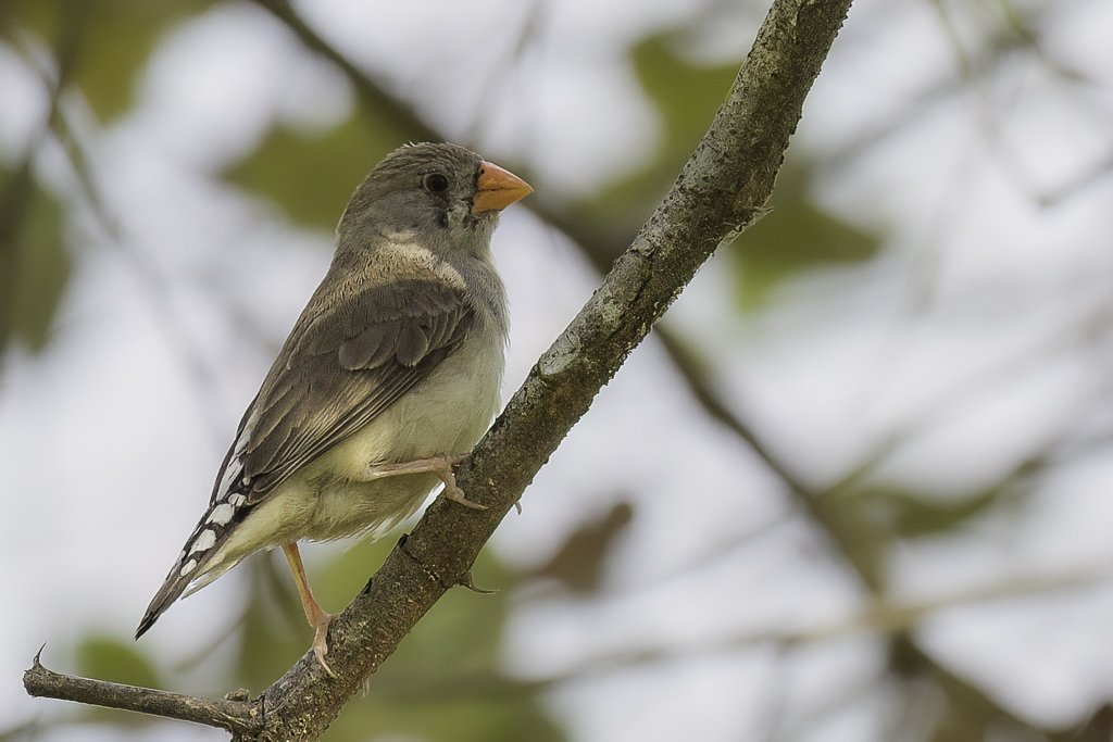 Zebra Finch (f)