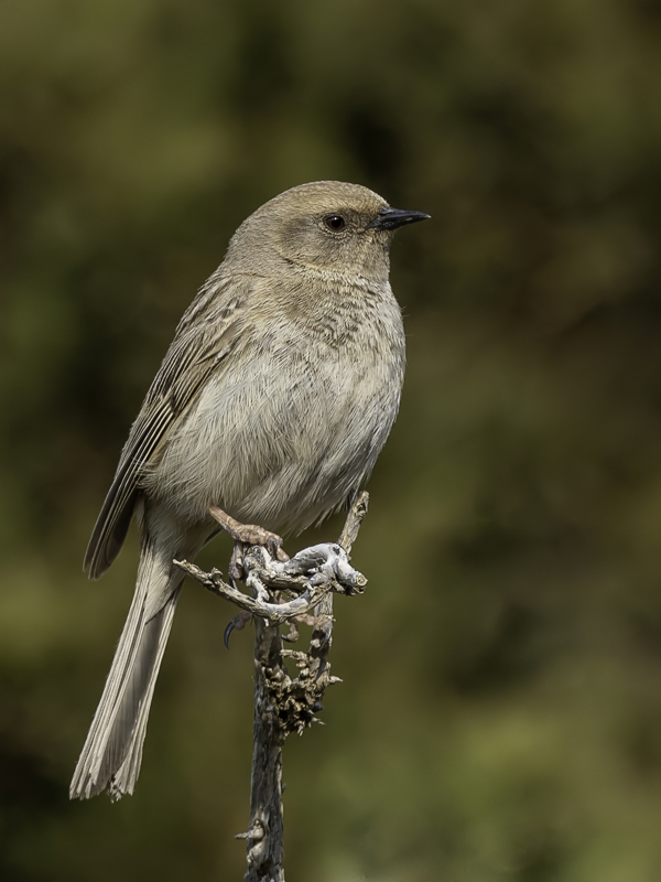 Kozlov's Accentor