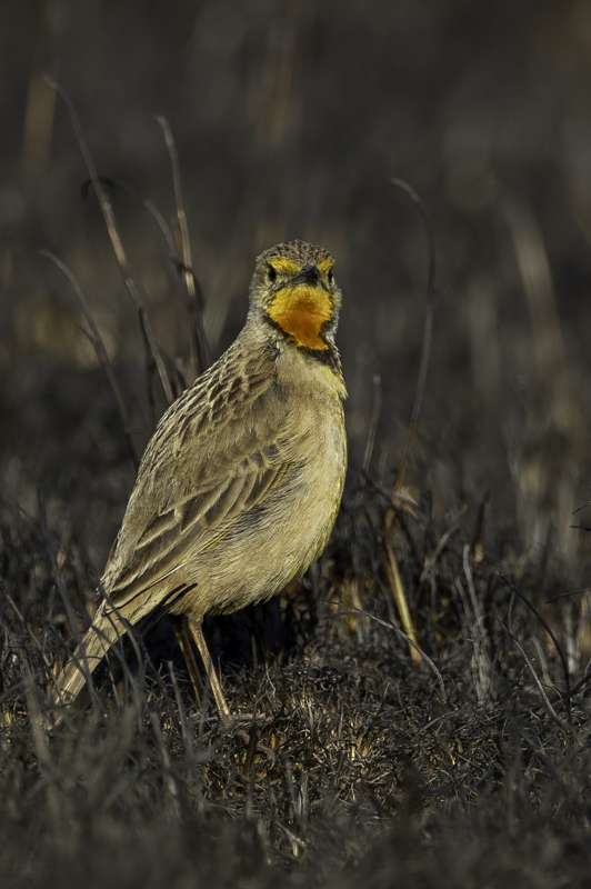 Cape Longclaw