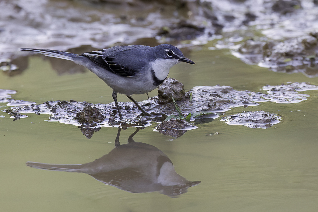 Mountain Wagtail