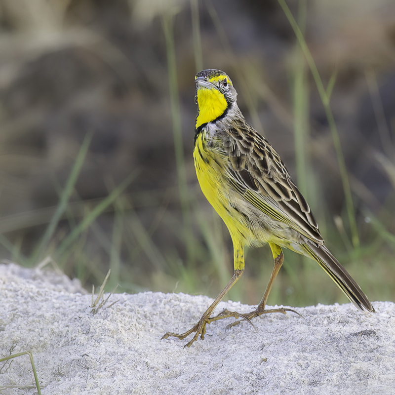 Yellow-throated Longclaw