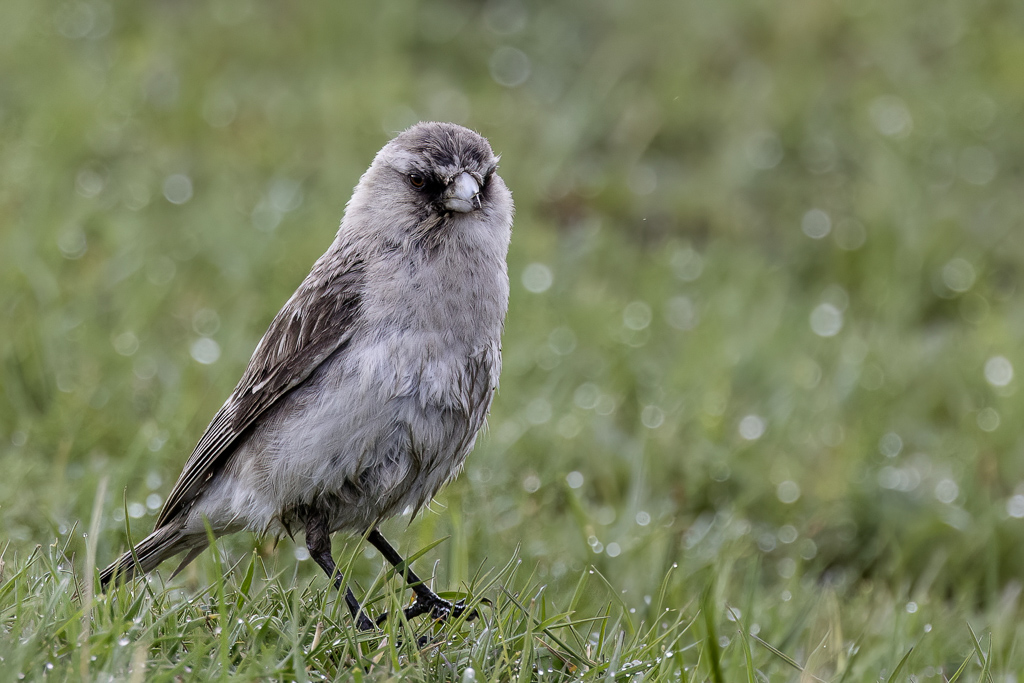 White-rumped Snowfinch - Taczanowskis Sneeuwvink - Niverolle de Taczanowski
