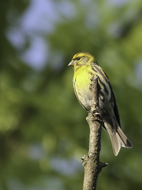 European Serin