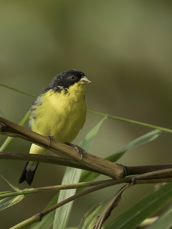 Lesser Goldfinch (m)