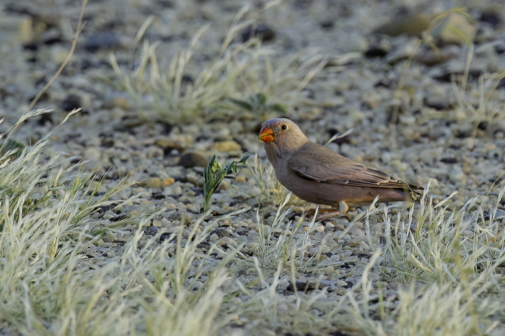 Trumpeter Finch (m)