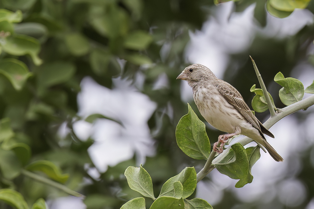 White-rumped Seedeater
