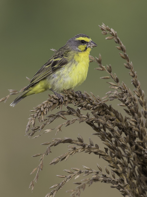 Yellow-fronted Canary