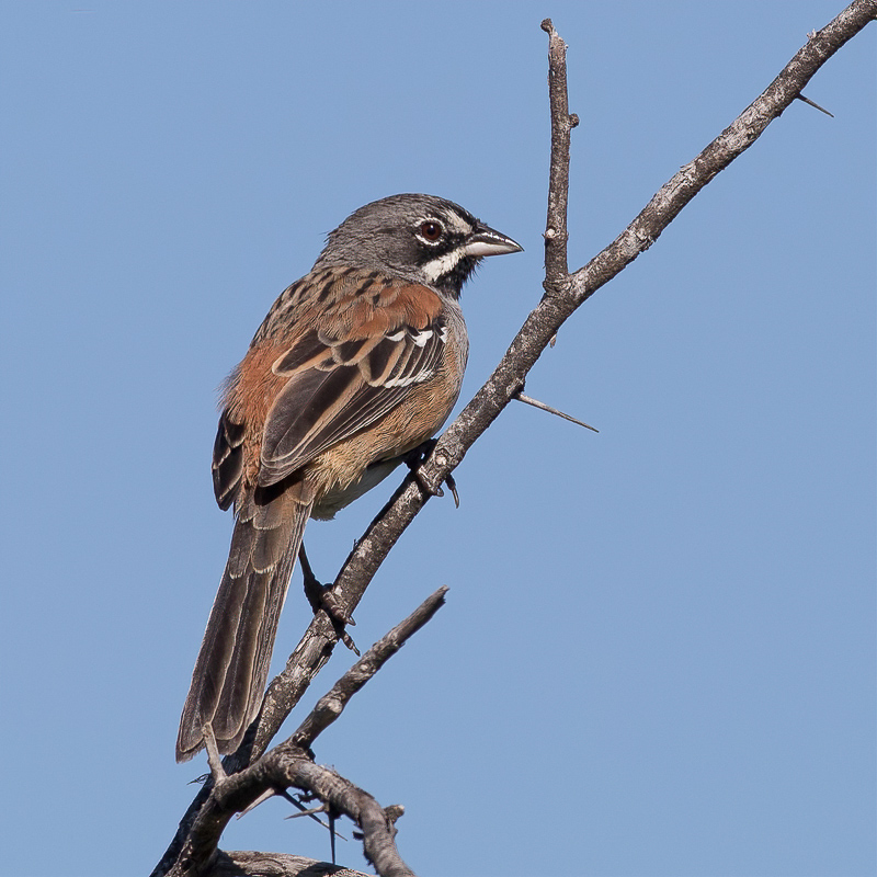 Bridled Sparrow