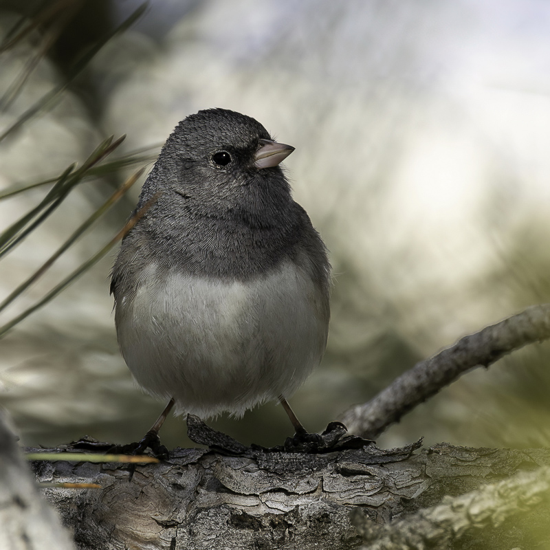 Dark-eyed (Slate-colored) Junco