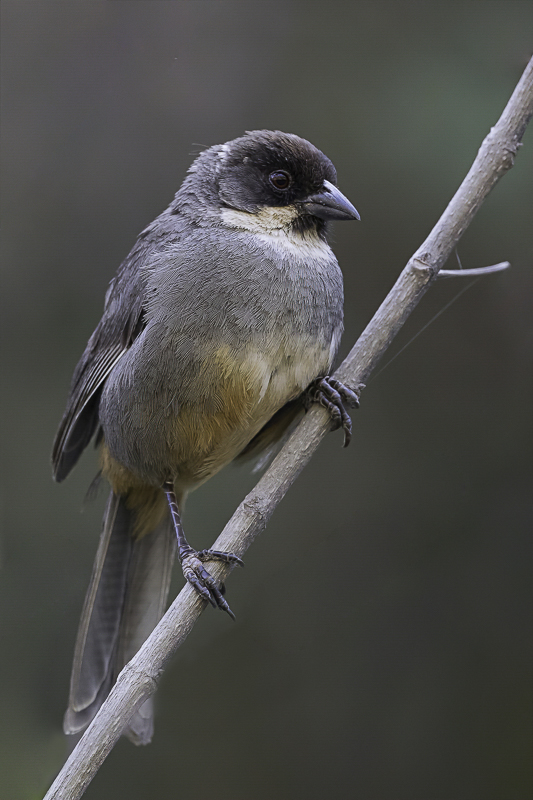 Rusty-bellied Brushfinch
