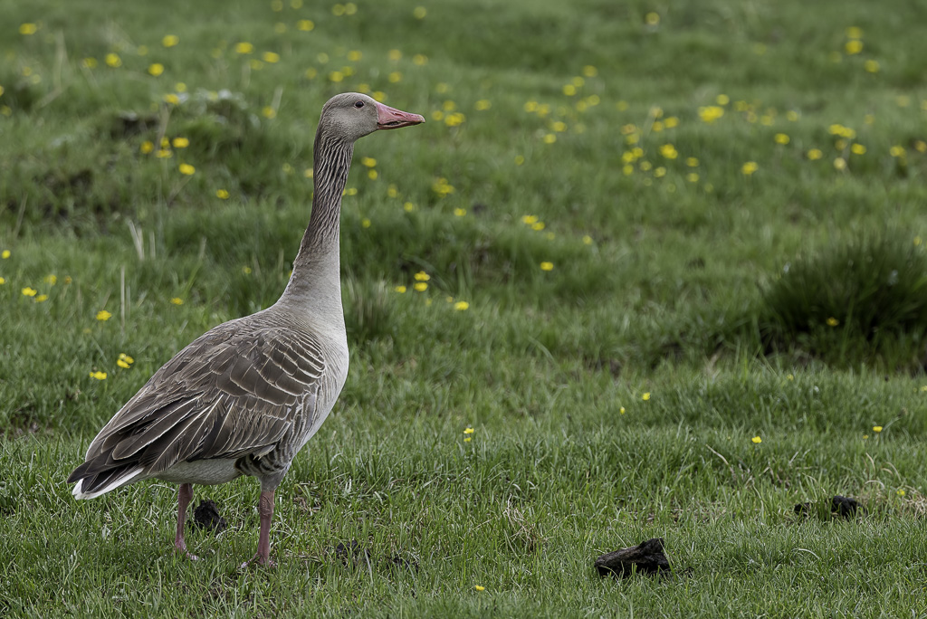 Greylag Goose - Grauwe Gans - Oie cendre