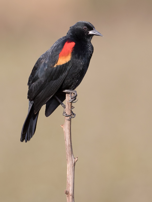 Red-winged Blackbird (m)