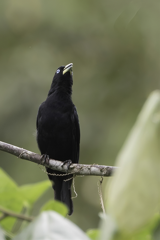 Scarlet-rumped Cacique