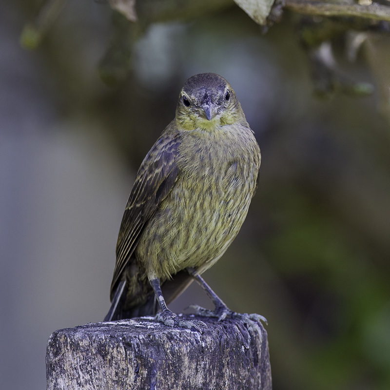 Shiny Cowbird (f)
