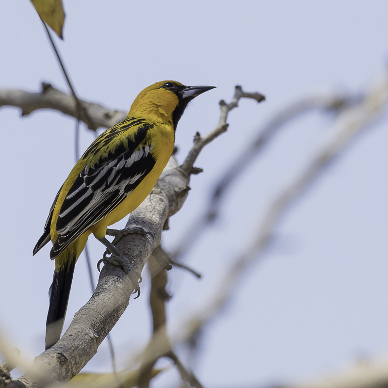 Streak-backed Oriole