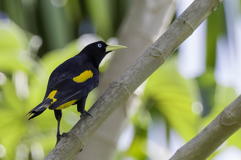 Yellow-rumped Cacique