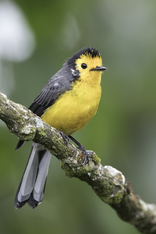 Golden-fronted Whitestart