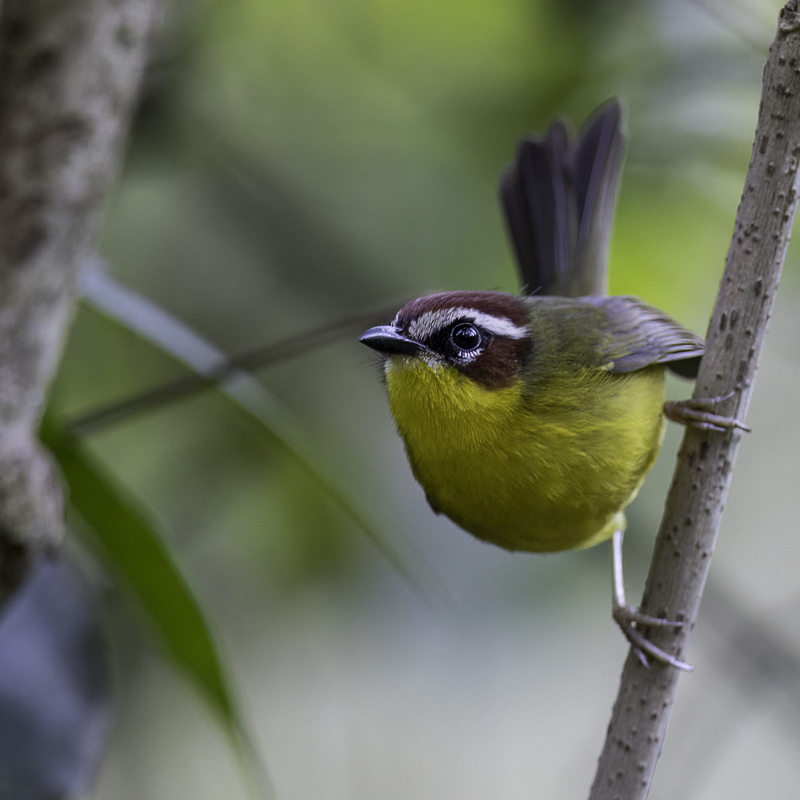 Rufous-capped Warbler