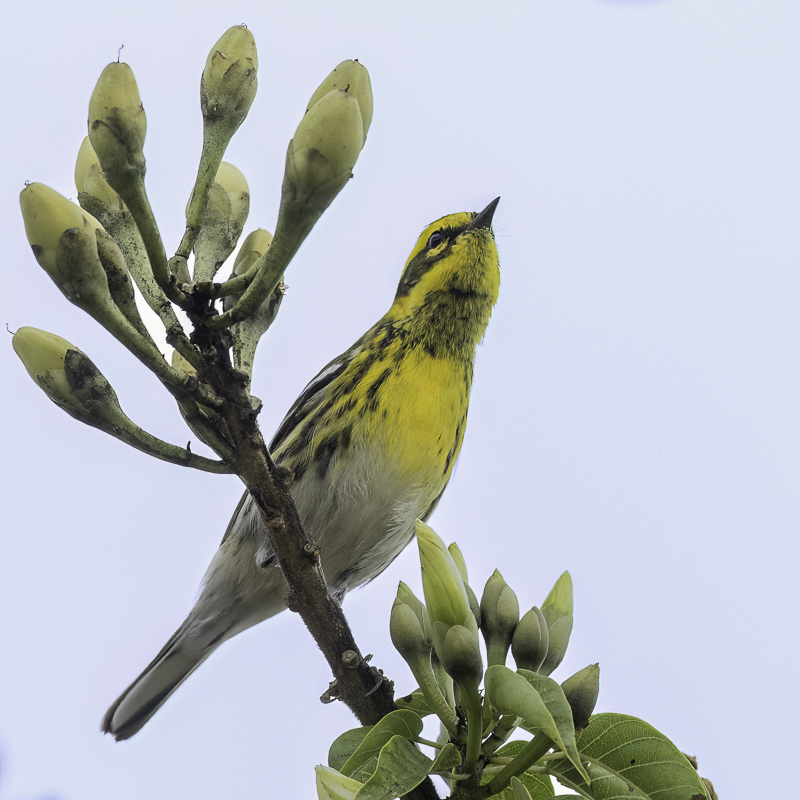 Townsend's Warbler